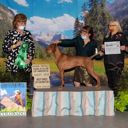 Brittany and Vizsla All Grown Up from Dzika Place Kennels