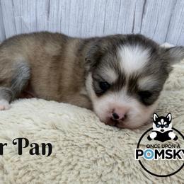 Petter Pan - Silver and white male Pomsky puppy in Eastman, Georgia from Once Upon A Pomsky
