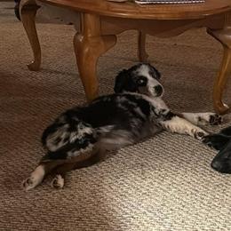 Willow(Chani) - Blue merle female Miniature Australian Shepherd puppy in Michie, Tennessee from Acton Aussies