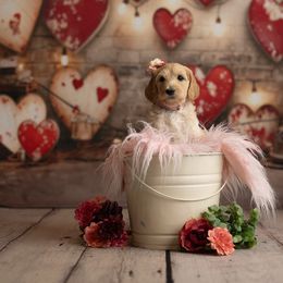 Goldendoodle Puppies from Hogan Family-Raised F1b Gooldendoodles