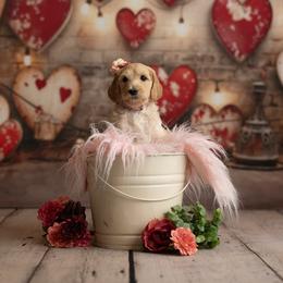Goldendoodle Puppies from Hogan Family-Raised F1b Gooldendoodles