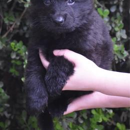 Red Collar Black Male - Black male German Shepherd puppy in Marianna, Florida from Haus M Godwin
