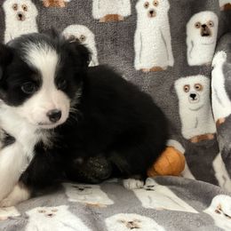 Miniature Australian Shepherd and Toy Australian Shepherd Puppies from Hotmess of Aussies