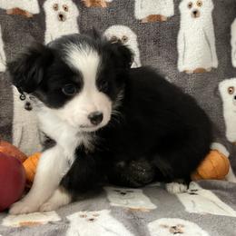 Miniature Australian Shepherd and Toy Australian Shepherd Puppies from Hotmess of Aussies