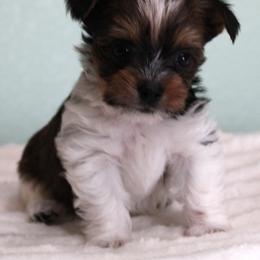Tucker - Parti male Yorkshire Terrier puppy in Leonard, Texas from Rising Star Kennels