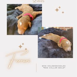 Boy 3 - Goldendoodle puppy in Nashville, Tennessee from Exclusive Doodles & Poodles