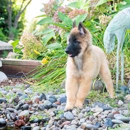 Belgian Tervuren Puppies from Meadowpark Belgian Tervuren, LLC