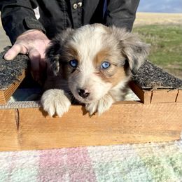 Miniature American Shepherd Puppies from Elite Miniature American Shepherds