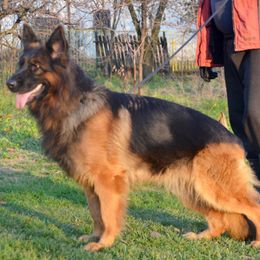 Alma - German Shepherd