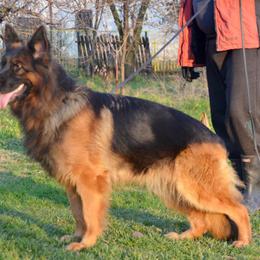 Alma - German Shepherd