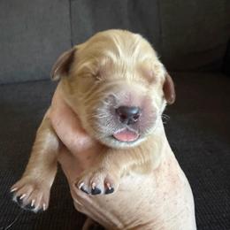 Orange Collar - Golden male Golden Retriever puppy in Mountain Home, Idaho from Poppy's Garden Golden Retrievers