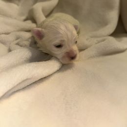 Maltese Puppies from Babes Babies