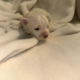 Maltese Puppies from Babes Babies