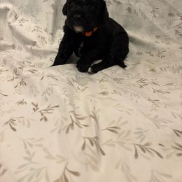 Boy 1 - Black male Goldendoodle puppy in Maumee, Ohio from Bell's Doodles