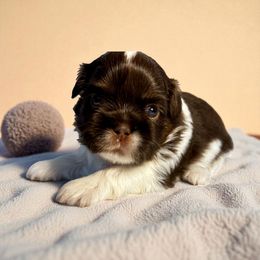 AKC-Marie - Chocolate female Shih Tzu puppy in Mooresville, North Carolina from Juji Shih Tzu