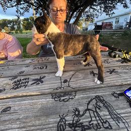 Nikki - Seal brindle and white female Boston Terrier puppy in Ririe, Idaho from Blue Chick's Farm