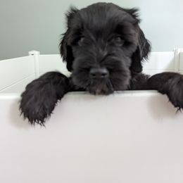 Otter - Black Goldendoodle puppy in Stella, North Carolina from Jes & Matt's Goldendoodles