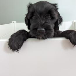Otter - Black Goldendoodle puppy in Stella, North Carolina from Jes & Matt's Goldendoodles