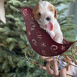 Cavapoo Puppies from Cavapoos of NorCal