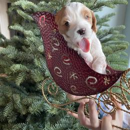 Cavapoo Puppies from Cavapoos of NorCal
