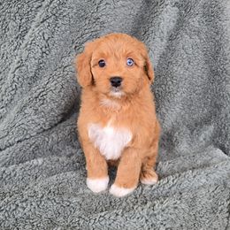 Arora - Red female Cavapoo puppy in Floyd, Virginia from Hearts and Paws Poodles and Doodles