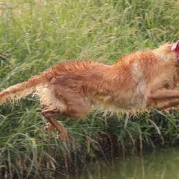 Golden Retrievers from Zahabu