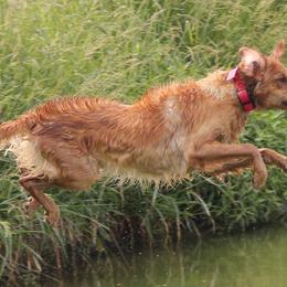 Golden Retrievers from Zahabu