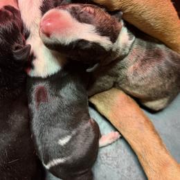 Theo - Brindle and white male Bull Terrier puppy in Jasper, Indiana from Beautiful Bullies