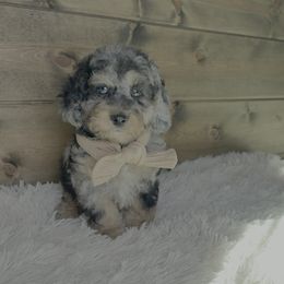 Preston - Merle male Cockapoo puppy in Middlebury, Indiana from Pine Grove Canines