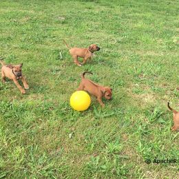 Rhodesian Ridgeback Puppies from ApacheRidge Ranch