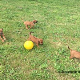 Rhodesian Ridgeback Puppies from ApacheRidge Ranch