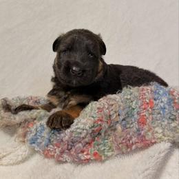 Jade - Black and red female German Shepherd puppy in Lexington, Virginia from Stahlhaus ( Previously Buffelbach Farmstead Shepherds)