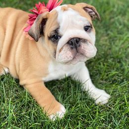 Bulldog Puppies from Trevino’s Bulldogs