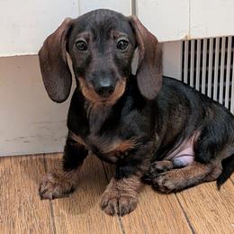 Boy 2 - Wild  boar and tan male Dachshund puppy in Pittsburgh, Pennsylvania from Anastasiya's Dachshunds