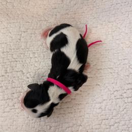 Dolly - Blenheim female Cavalier King Charles Spaniel puppy in Katy, Texas from True Heart Cavaliers LLC