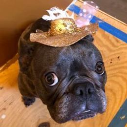 French Bulldogs from JoAnn Kautsky's Frenchies