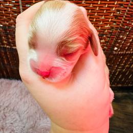 Boy 2 - Cavalier King Charles Spaniel puppy from Solheimar