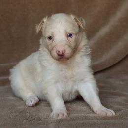 Hiccup - Gold male Border Collie puppy in Courtland, Alabama from C Bar C Ranch Border Collies