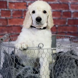Poodle Puppies from Malone Standard Poodles