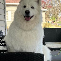 Samoyed All Grown Up from Stirling Silver Samoyeds
