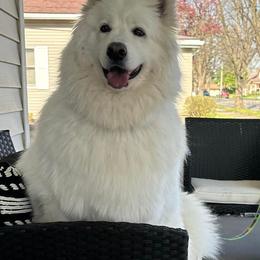 Samoyed All Grown Up from Stirling Silver Samoyeds