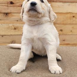Honey - Light golden female Golden Retriever puppy in Orland, California from Elliott's Elite Puppies