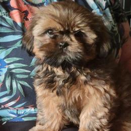 Phantom - Red male Shih Tzu puppy in Parma, Ohio from D's DeVine Shih-Tzu