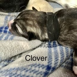 Girl 6 clover - Siberian Husky puppy in Udall, Kansas from Arctic Circle Kennels