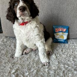 Ruffle - Brown male Poodle puppy in Richland, Washington from Sageland Poodles