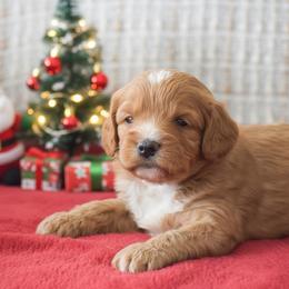 Matt - Red male Cavapoo puppy in Honey Brook, Pennsylvania from Stoltzfus Family Puppies (license number 18844)