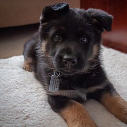 German Shepherd Puppies from Hutchens German Shepherds - Kennel and Training