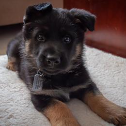 German Shepherd Puppies from Hutchens German Shepherds - Kennel and Training