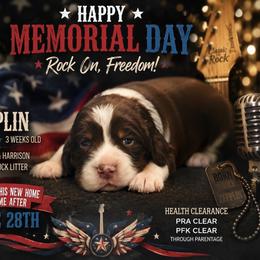 Zepplin - Liver white and tan male English Springer Spaniel puppy in Cookeville, Tennessee from Krossroads Kennel