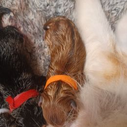 American Eskimo Dog and Pomsky Puppies from House Snow: Kahleesie's Fireborn Pomskies